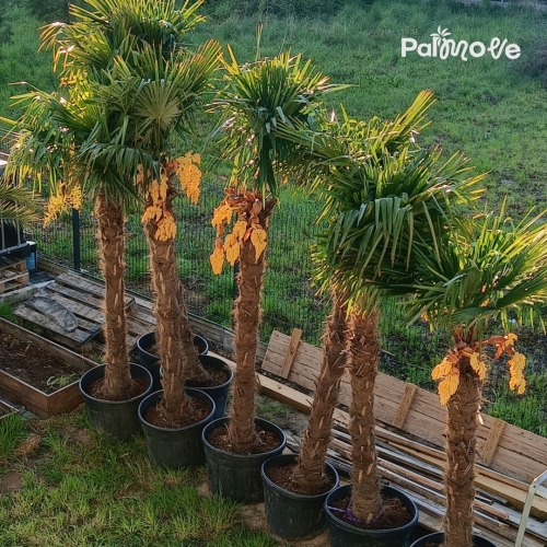 Trachycarpus Fortunei 250-350cm